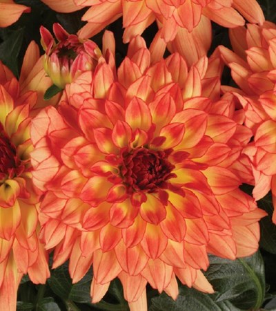 Dahlia Dalina® Grande Tequila